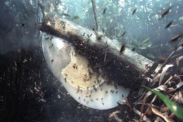Bangladesh honey hunt - Photograph by Jill Mead